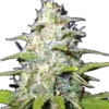 Lemon-OG-Haze.webp