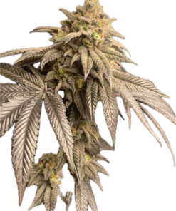 Jealousy x Life Hack